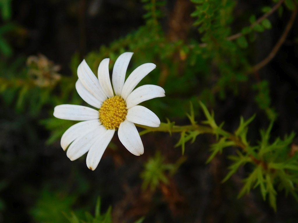 Divided Swampdaisy