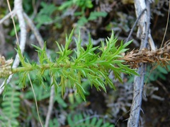 Osmitopsis pinnatifida