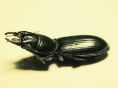 Scarites subterraneus