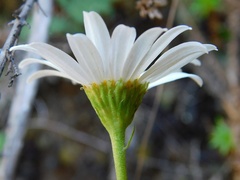 Osmitopsis pinnatifida