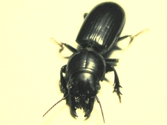 Scarites subterraneus