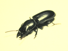 Scarites subterraneus