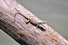 Anolis pentaprion