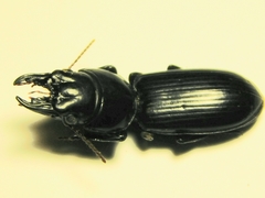 Scarites subterraneus