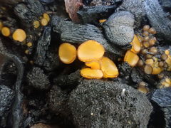 Anthracobia muelleri