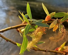 Salix lasiandra caudata