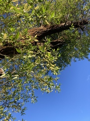 Salix lasiandra caudata