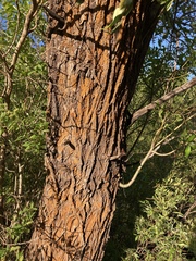 Salix lasiandra caudata