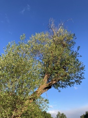 Salix lasiandra caudata