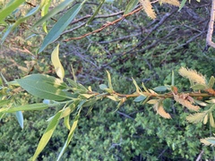 Salix lasiandra caudata