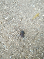 Erichius vittatus vittatus
