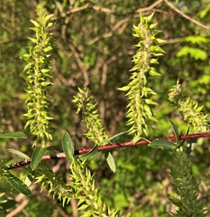 Salix prolixa
