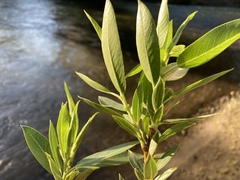 Salix lasiandra caudata