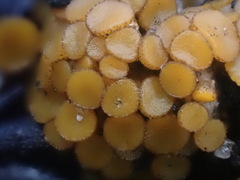 Anthracobia muelleri