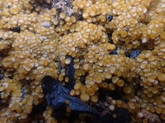 Anthracobia muelleri