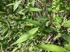 Salix prolixa