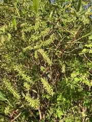 Salix prolixa