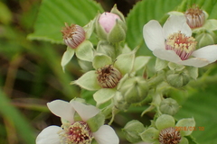 Rubus rigidus