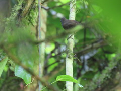 Cantorchilus leucopogon
