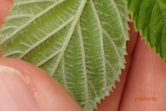 Rubus rigidus