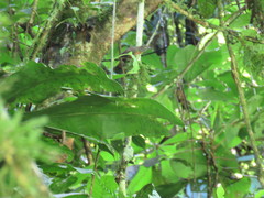 Cantorchilus leucopogon