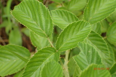 Rubus rigidus