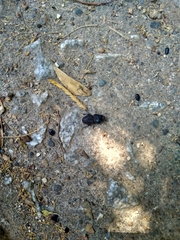 Erichius vittatus vittatus