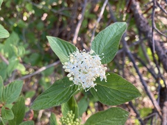 Cornus sericea occidentalis