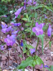 Penstemon smallii