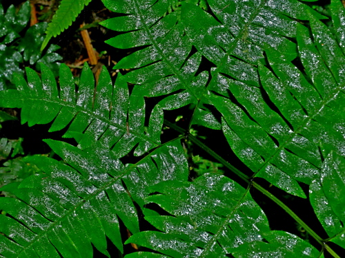 Image of Pteris terminalis by (c) Jacy Chen, some rights reserved (CC BY)