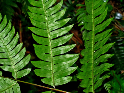 Pteris terminalis