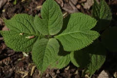 Hydrangea bifida