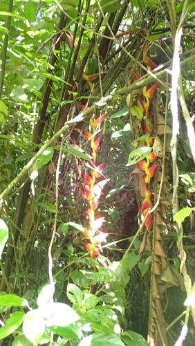 Image of Heliconia pogonantha by (c) John Abrams, some rights reserved (CC BY)