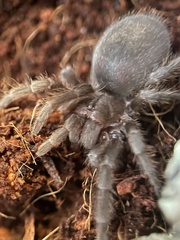 Grammostola pulchra