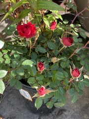 Rosa