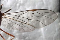 Dicamptus fuscicornis