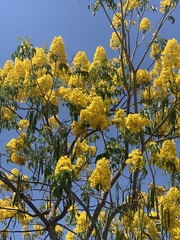 Handroanthus chrysanthus
