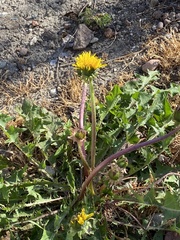 Taraxacum officinale