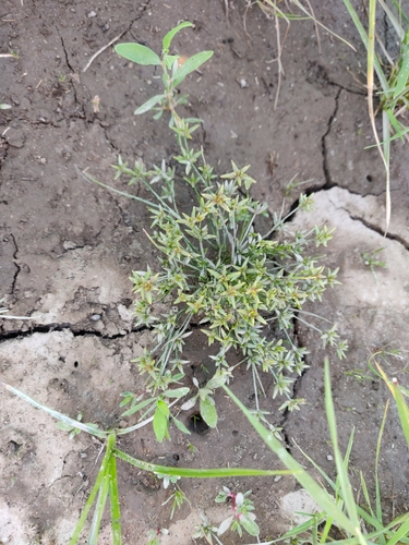 Pigmy rush (Juncus pygmaeus)