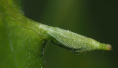 Andricus chinquapin