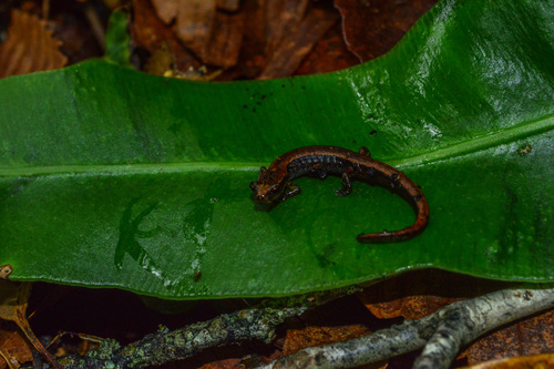 Terrestrial Splayfoot Salamander