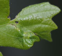 Neuroterus fugiens