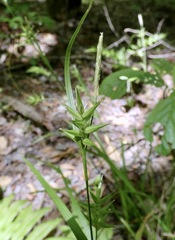 Carex lonchocarpa