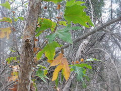 Platanaceae