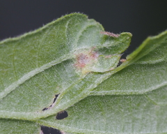 Neuroterus fugiens