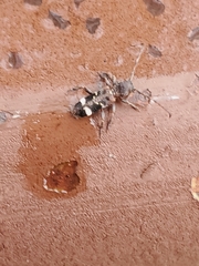 Psenocerus supernotatus