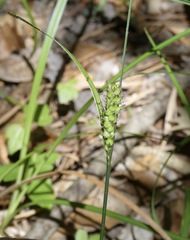 Carex striata