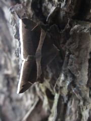 Bastilla arctotaenia