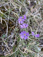 Primula mistassinica