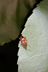 Aphorista vittata